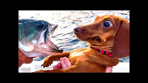 Funny Dogs And Cats Videos 2024 😅 Best Funniest Animal Videos Of The wee