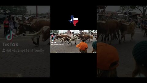 #Fortworth, Texas #cattledrive 🇨🇱