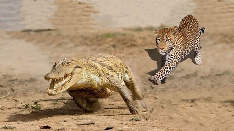 Amazing Jaguar Hunting Crocodile While Sleeping