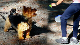 Cute Norwich Terrier plays badminton