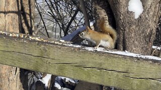 Red-Tailed squirrel