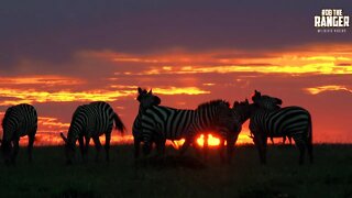 Zebra And Topi at Sunrise | Classic African Safari Scene | Zebra Plains