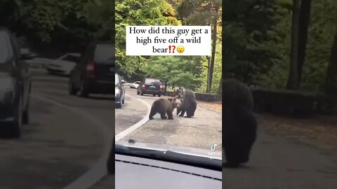 how did this guy get a high five off a wild bear?!