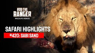 Safari Highlights #420: 05 - 09 July 2016 | Sabi Sand Wildtuin | Latest Wildlife Sightings