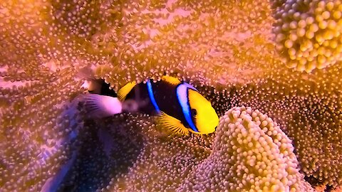Gorgeous clownfish make a home among creatures that are deadly to other fish