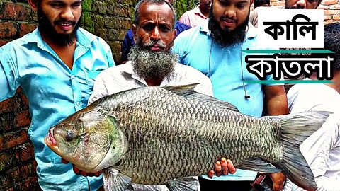 দেখুন বৃদ্ধ লোক কিভাবে বিরাট কালি কাতলা শিকার করে😱Old Man Hunting Incredible Giant Black Katla🐬