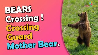 Bear Mum Stops Their Car to Make Sure Her Cubs Cross The Road Safely CRAZIEST HEADLINES