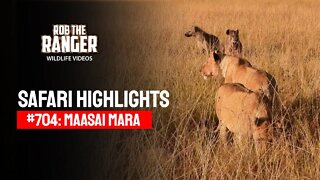 Safari Highlights #704: 08 August 2022 | Maasai Mara/Zebra Plains | Latest Wildlife Sightings