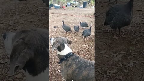 Guinea Fowl and Live Stock Guardian Dog