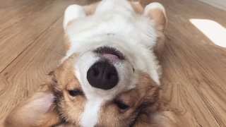 Sleepy Corgi Puppy Cuteness Overload!