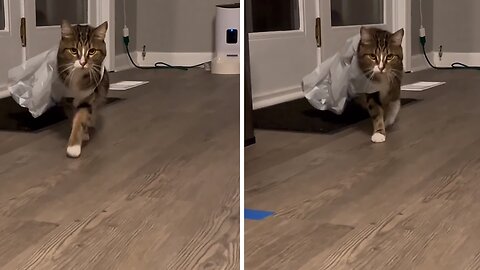 Diva Cat Literally Shows Off Her Catwalk