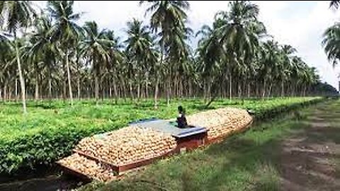 Asia Coconut Farming and Harvest - How coconut cultivation asian technology