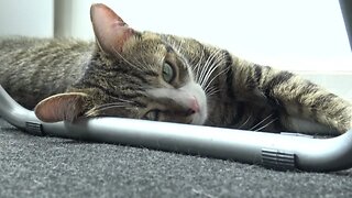 Lazy Cat Sleeps under the Table