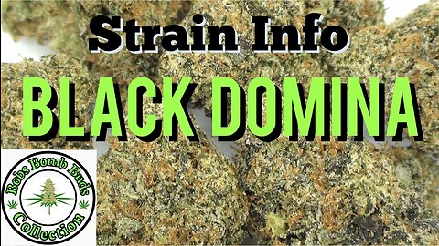 Black Domina Cannabis Strain From Cannabudpost