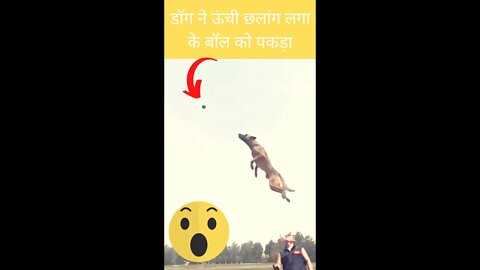 डॉग ने ऊंची छलांग लगा के बॉल को पकड़ा😱Dog jumped high and caught the ball👈