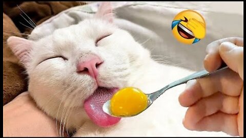 New Funny Animals 😂 Funniest Cats and Dogs Videos 😺🐶