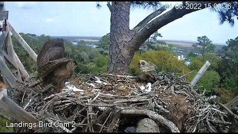 Mom Returns With Another Snake 🦉 4/6/22 15:09