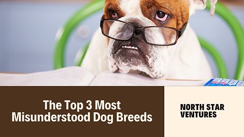 The Top 3 Most Misunderstood Dog Breeds!