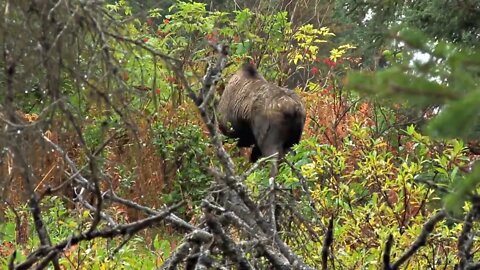 Moose Going Back into Woods