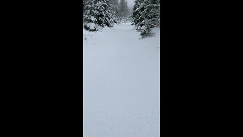 Moose hunting in the winter