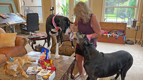 Happy Pets Love to Open Treat Gift Boxes
