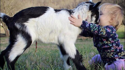 Cute baby and baby goat 🙀 🐐