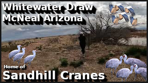 Whitewater Draw and Sandhill Cranes