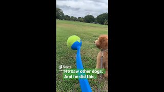 Puppy playing fetch