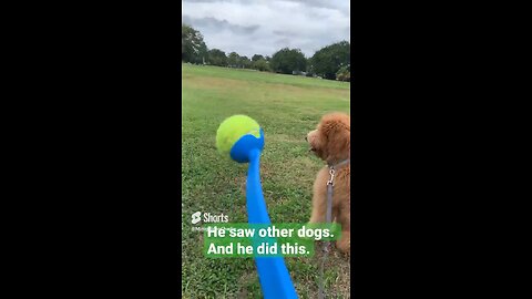 Puppy playing fetch