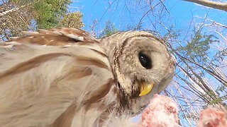 EPIC Footage of Owl Eating Rabbit