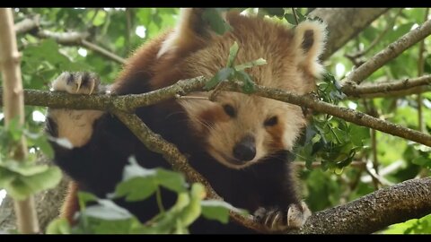 Red panda also known as the lesser panda or red bear-cat