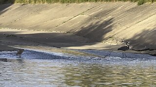 Brown Heron & Great Blue Heron