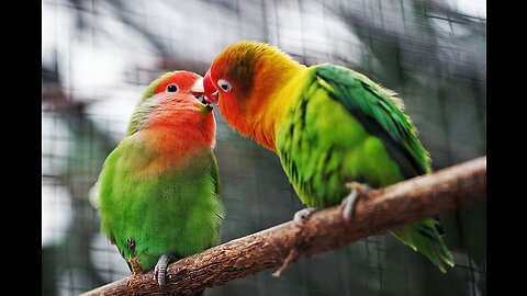 Parrots are beautiful and entertaining