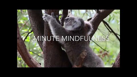 1 Minute Mindfulness practice - Koala