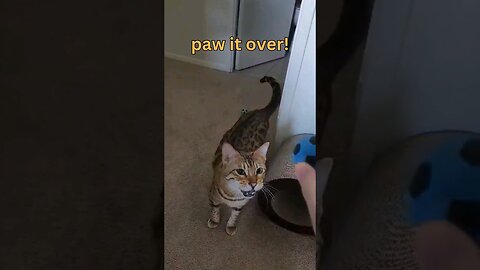 Bengal cat shows he NEEDS.