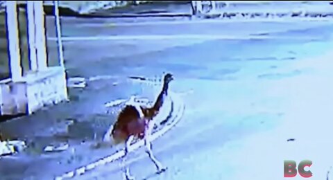 Large pet emu runs loose through the streets south of Boston, Massachusetts