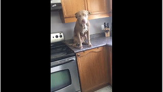 Doggy bread thief caught in the act