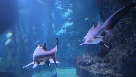 Shark Tank At Sea Life Bangkok Ocean World In Thailand 2023 Video 3