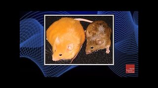 Why do Two Genetically Identical Mice Look Vastly Different?