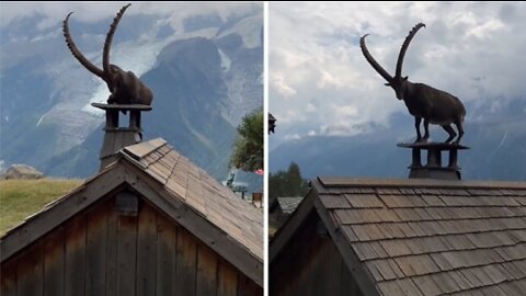 Check out this fascinating footage of an ibex just chilling on the top of a cabin in the mountains