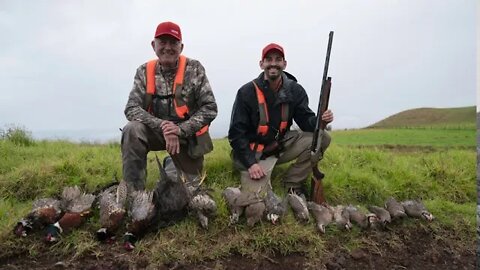 Hawaii Grey & Black Francolin: Benelli and Kent Cartridge Combo | Mark V Peterson Hunting