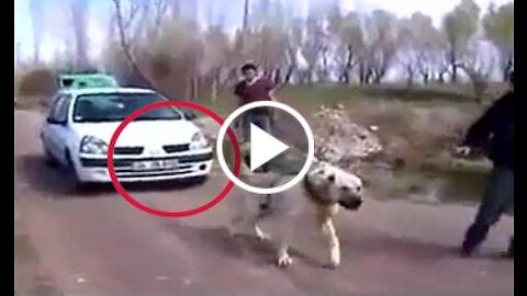 Giant Shepherd Dog vs Car