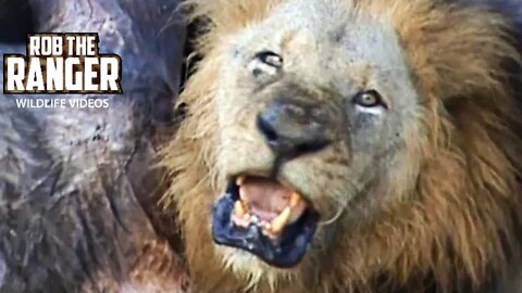 Big Lions (Mapogo Males) Feed on a Cape Buffalo | African Safari