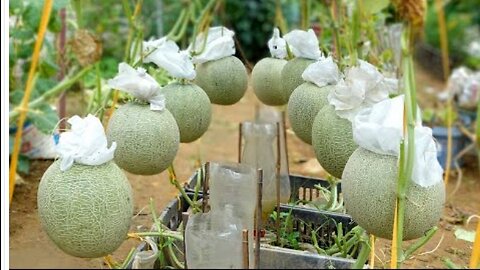 How to Grow Cantaloupe From A To Z At Home, High Yield, Big Fruit, Super Sweetness