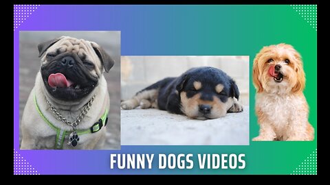 Funny dogs -Best of 2022 funniest Dogs shorts Videos