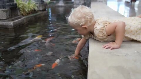 Caucasian 2 year old baby girl playing with koi fishes in the pond laying on her belly