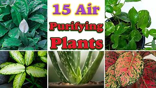 Air purifying plants | 15 best air purifying plants for home