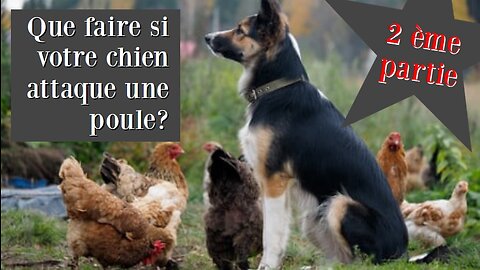 PARTIE 2 Que faire si votre chien attaque une poule