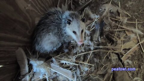 Possie (Possum) In The Peacock Pen, Peacock Minute, peafowl.com