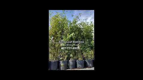 Fern Leaf Bamboo Orlando Florida Bamboo Nursery 407-777-4807